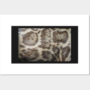 Neofelis nebulosa, clouded leopard fur abstract photo Posters and Art